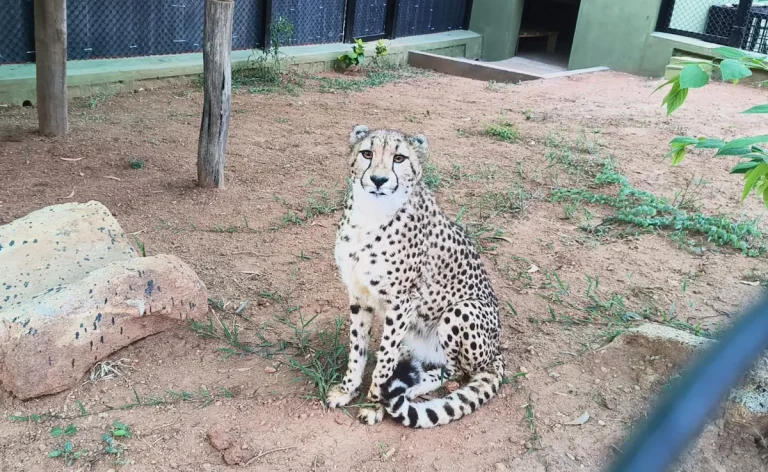 बन्नेरघट्टा