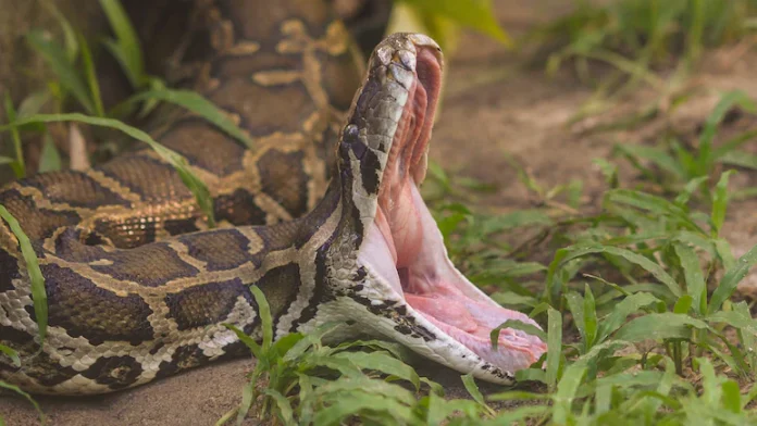 विशालकाय