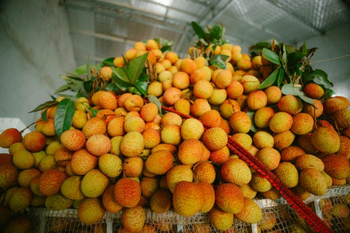 Shrinking, drying, fading in taste: Bihar's beloved litchi is changing forever