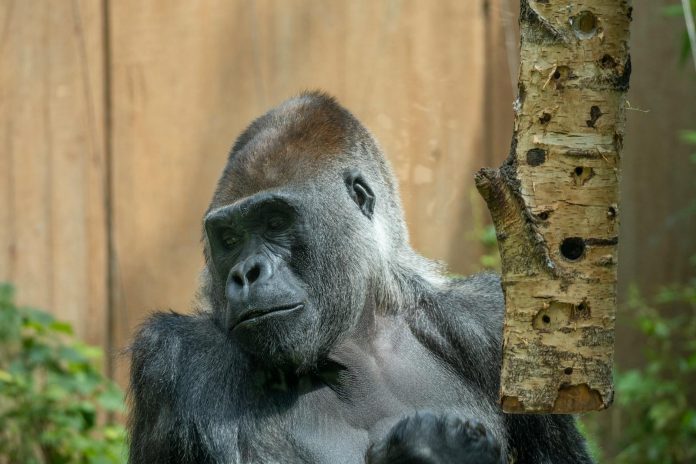 दुनिया के सबसे बुजुर्ग गोरिल्ला ने बर्लिन चिड़ियाघर में मनाया जन्मदिन