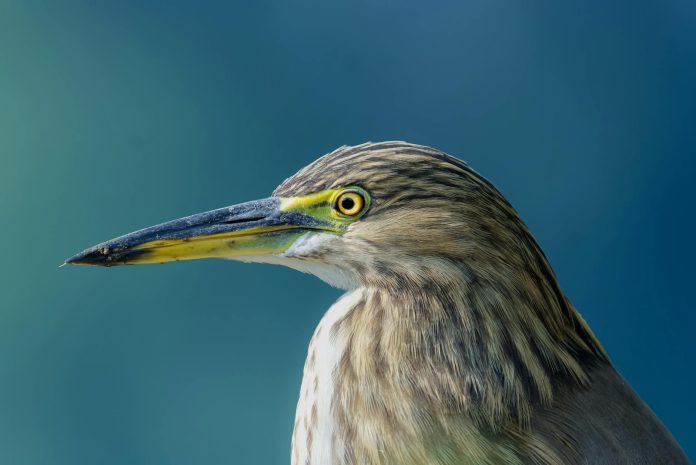 केकेआर में फिर शामिल होंगे ब्रेंडन मैकुलम? पीटरसन ने अगले आईपीएल सीज़न के लिए बेतुकी भविष्यवाणी की