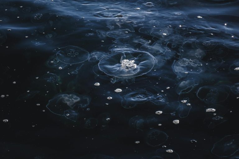 बाल्टिक सागर का चेर्नोबिल: 16 लाख टन जहरीले गोला-बारूद पर केकड़े-मछलियां क्यों बस गए? जानिए असली कहानी