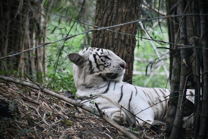 Tiger Woods 'stepping away' for treatment after DUI arrest